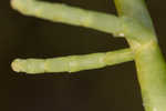 Virginia glasswort